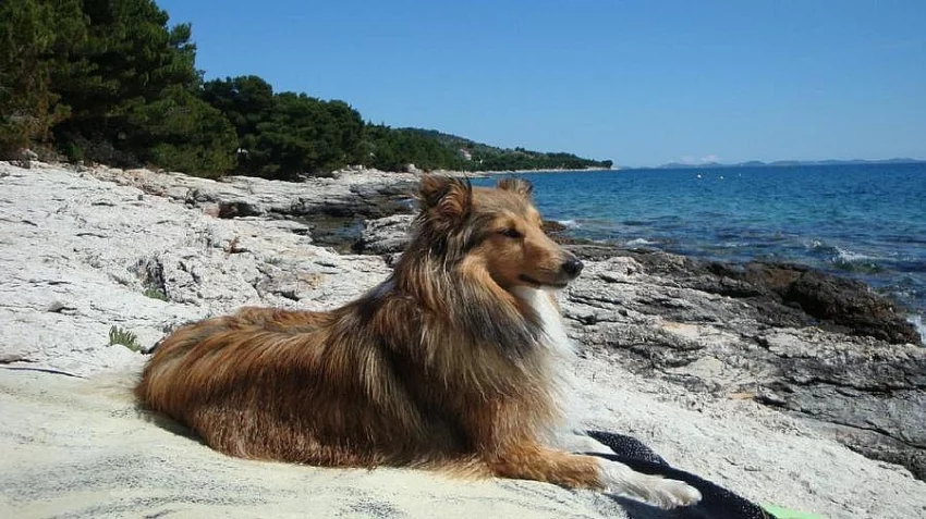 Hledám psa ke krytí - sheltie zlaté barvy