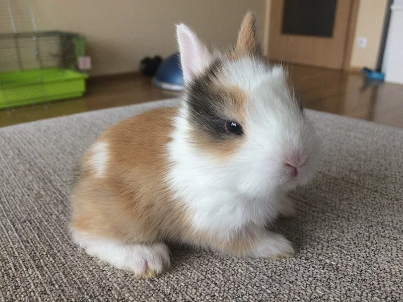 Mláďata králíka zakrslého