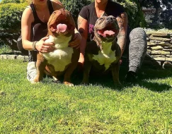 AMERICAN BULLY ABKC