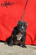 AMERICAN BULLY ABKC