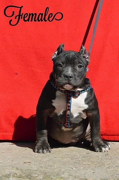 AMERICAN BULLY ABKC