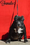 AMERICAN BULLY ABKC