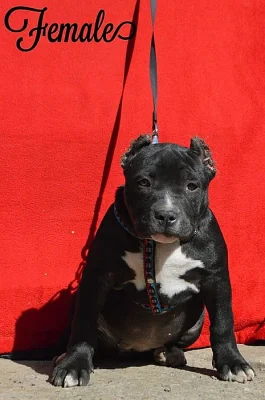 AMERICAN BULLY ABKC