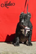 AMERICAN BULLY ABKC