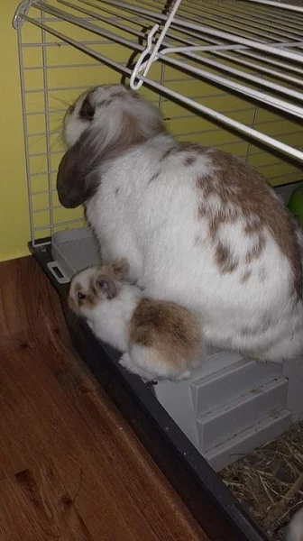 Prodej zakrslých králíčků