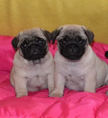 Mops s PP