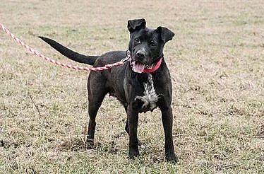 Chilly - americký pitbulterier