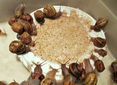 Prodám malé šnečky Helix Aspersa Maxima jako krmení pro ješt