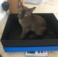 Barmské kotě, kocourek