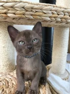 Barmské kotě, kocourek