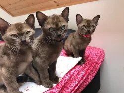 Barmské kotě, kocourek