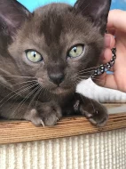 Barmské kotě, kocourek