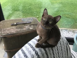 Barmské kotě, kocourek