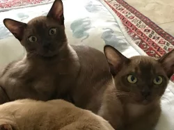 Barmské kotě, kocourek