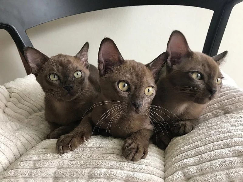 Barmské kotě, kocourek