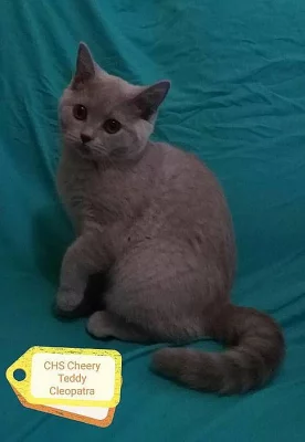 Britská lilová koťátka s PP