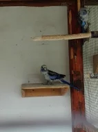 Prodám chovný pár Rosely penant