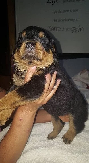 Krásný zlatý retrívr chovat jako v bavlnce Milenec