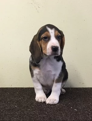 Sable-parti Induka madu Štěňata Basset Hound