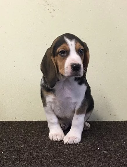 Sable-parti Induka madu Štěňata Basset Hound
