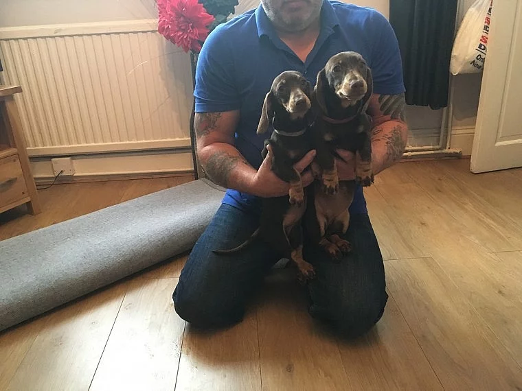štěňata dachshund připraveni