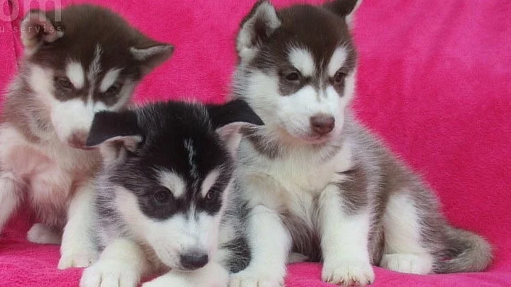 Bf Prodej Ceas malingo make a samice sibiřských husky štěňá