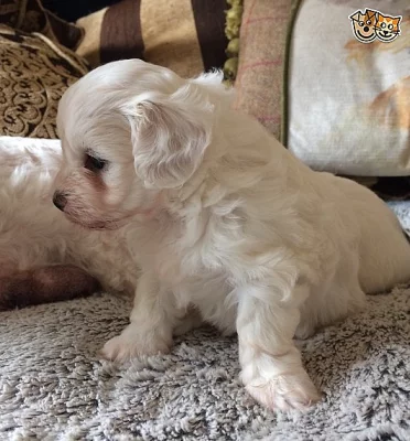 Twilight G 1 Maltipoo je připraveno jít