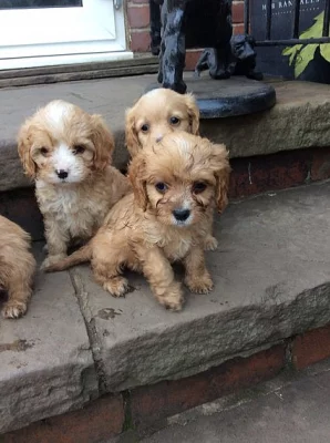 Sluneční bouře Cavapoo muž a žena