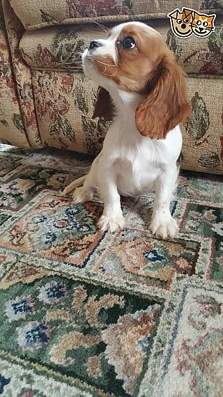 Sněhové kavalérie štěňátka pro x masový dárek Sněhové kaval