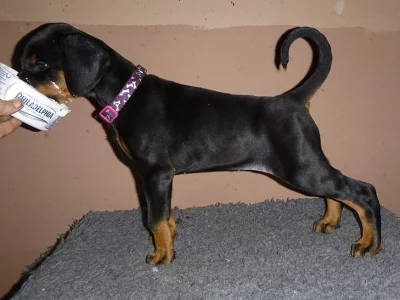 Štěňata Sunny Doberman