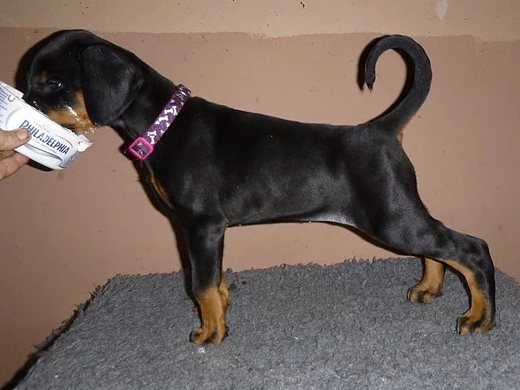 Štěňata Sunny Doberman
