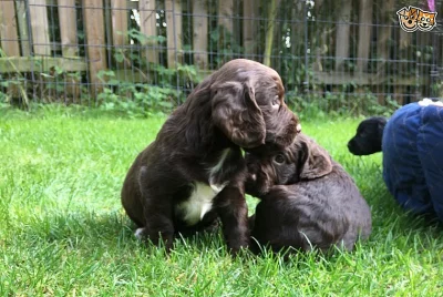 Kole připojte Cocker Spaniel