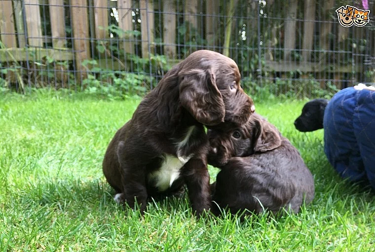 Kole připojte Cocker Spaniel