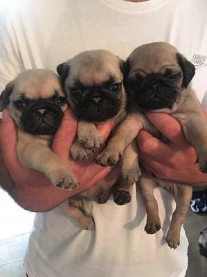 Od prosince štěňátka Mops pro lepší rodinu.