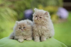 Perská exotická koťátka - (2 kluci)