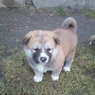 Akita -Inu bez pp