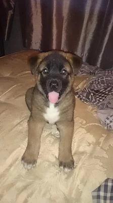 Americká akita štěně