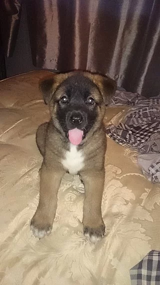 Americká akita štěně