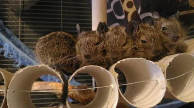Daruji 5 osmáků degu