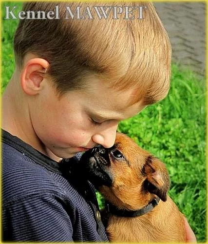 Grifonek bruselský, brabantík, štěňata s průkazem původu