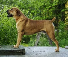 Boerboel