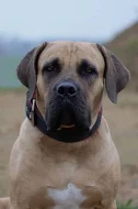Boerboel