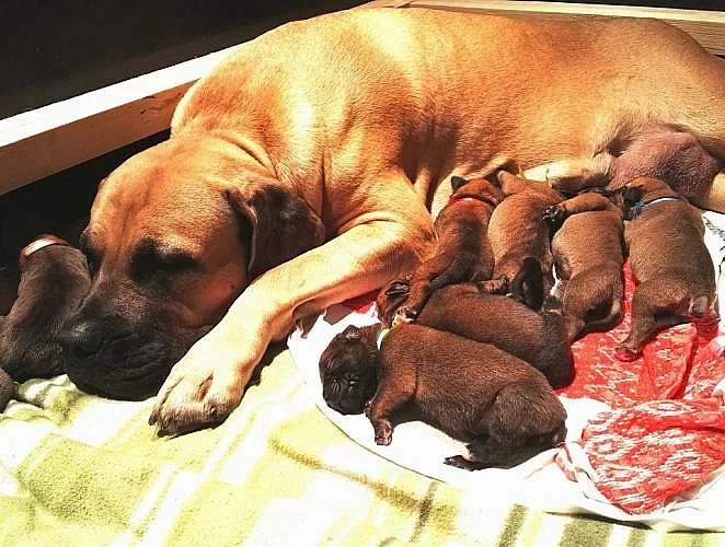 Boerboel