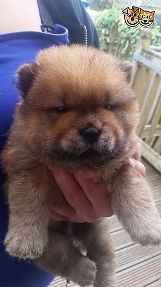 Kc registrovaný černý pes Chow Chow Dog