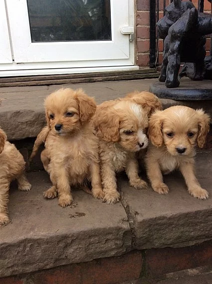 Cavapoo pro sváteční dárky.