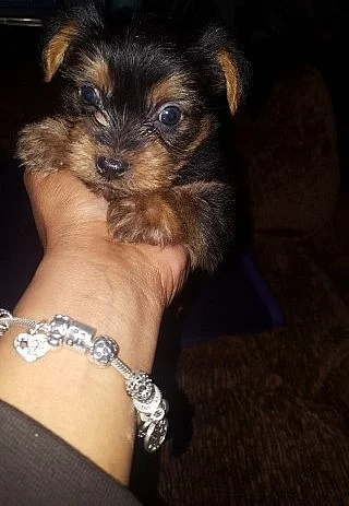 Yorkshire Terriers