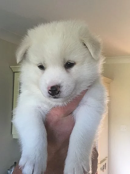 Eyed Pomsky na prodej.