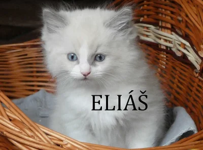 Ragdoll koťata s PP na luxusního mazlíčka