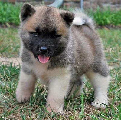 Akita-inu