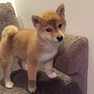 Shiba-Inu